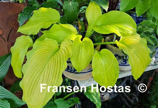 Hosta Lakeside San Kao