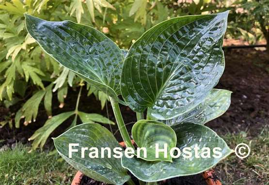 Hosta Lakeside Sapphire Pleats