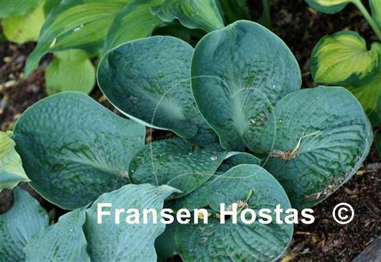 Hosta Lakeside Sapphire Pleats