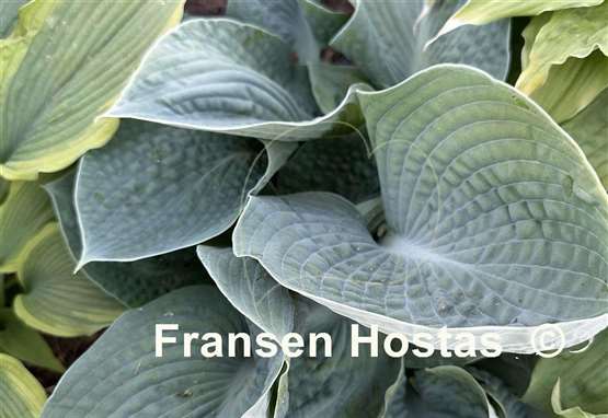 Hosta Lakeside Sapphire Pleats