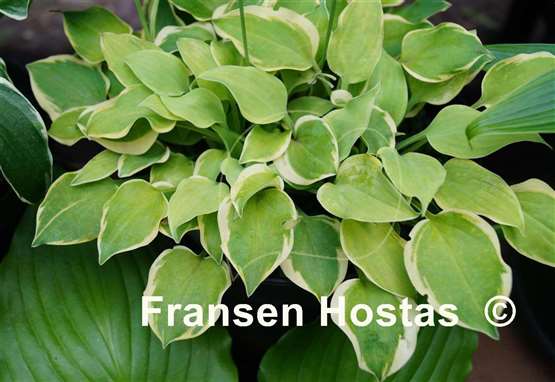 Hosta Lakeside Scamp