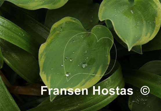 Hosta Lakeside Scamp
