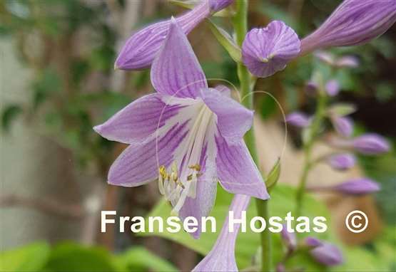 Hosta Lakeside Scamp