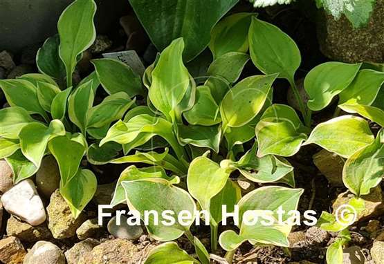 Hosta Lakeside Scamp
