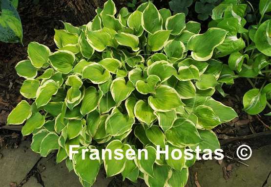 Hosta Lakeside Scamp