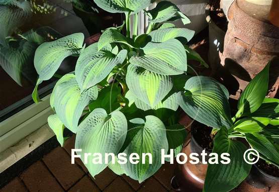 Hosta Lakeside Shore Master 