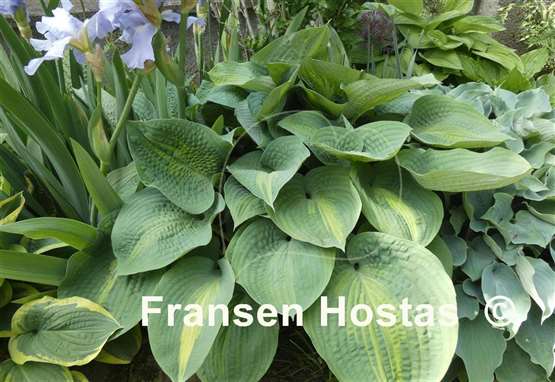 Hosta Lakeside Shore Master