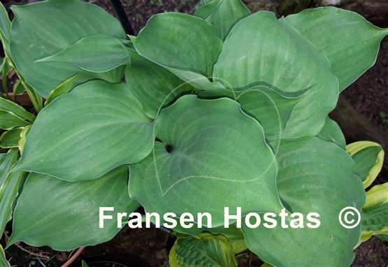 Hosta Lakeside Sir Logan