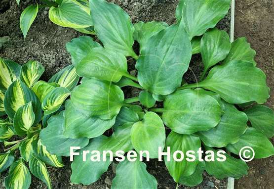 Hosta Lakeside Sir Logan