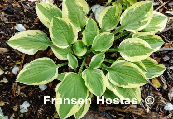 Hosta Lakeside Small Fry