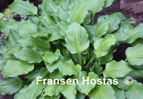 Hosta Lakeside Sparkle Plenty