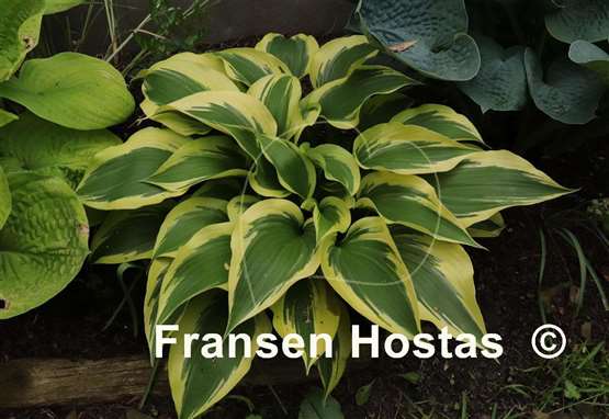 Hosta Lakeside Spruce Goose