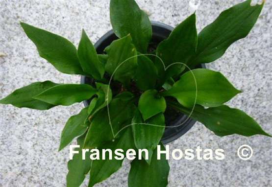 Hosta Lakeside Storm Watch