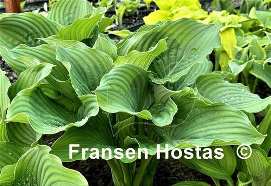 Hosta Lakeside Surf Rider 
