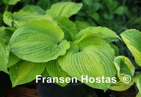 Hosta Lakeside Symphony