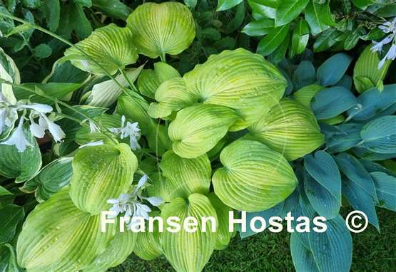 Hosta Lakeside Symphony