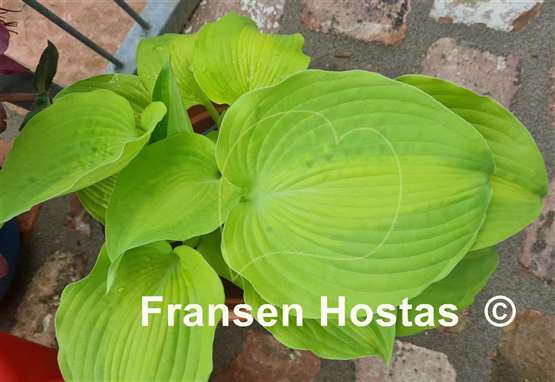 Hosta Lakeside Symphony
