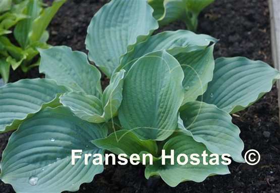 Hosta Lakeside Whispering Leaves