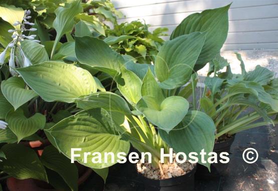 Hosta Lakeside Accolade