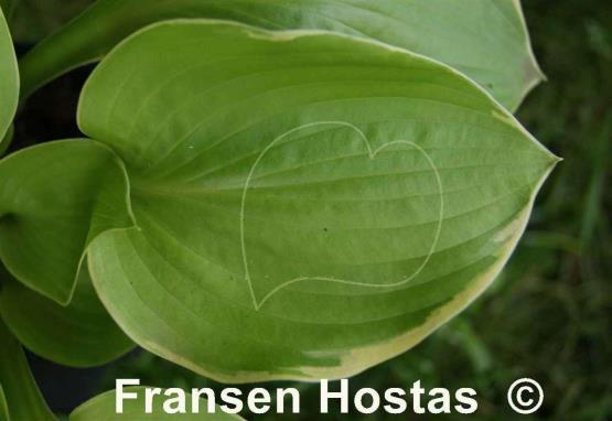 Hosta Lakeside Alex Andra