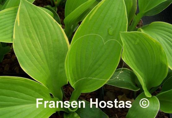 Hosta Lakeside Alex Andra