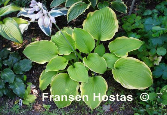 Hosta Lakeside Alex Andra