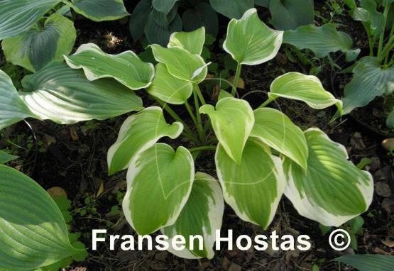 Hosta Lakeside April Snow