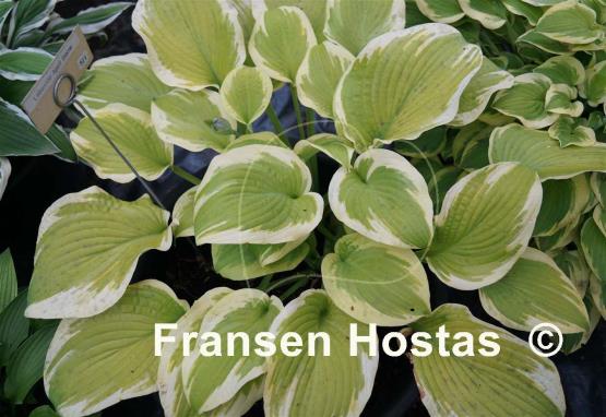 Hosta Lakeside April Snow
