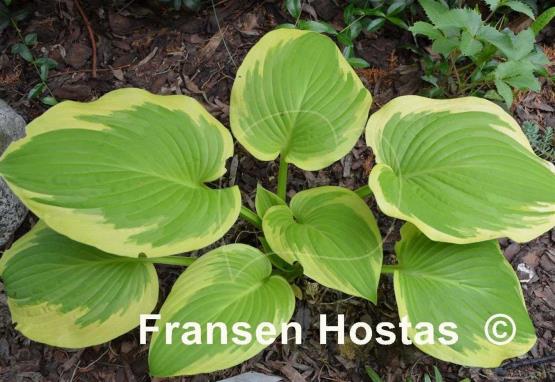 Hosta Lakeside April Snow