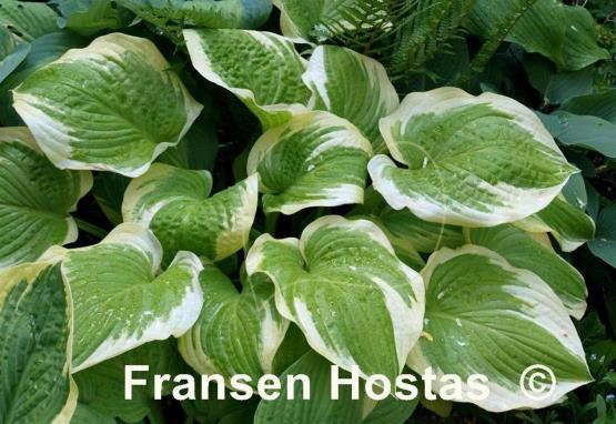 Hosta Lakeside April Snow