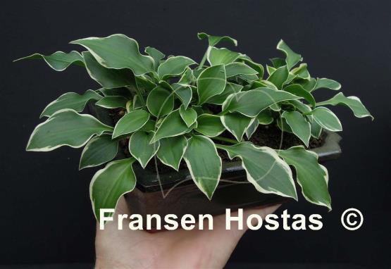 Hosta Lakeside Baby Face