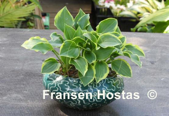 Hosta Lakeside Baby Face