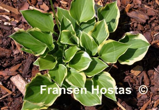 Hosta Lakeside Baby Face