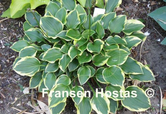 Hosta Lakeside Baby Face