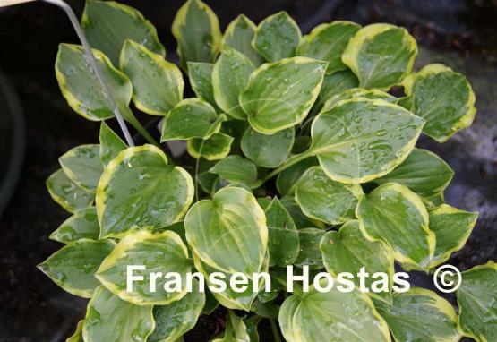 Hosta Lakeside Baby Face