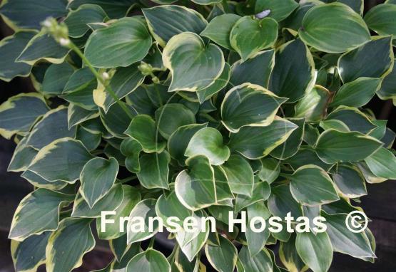 Hosta Lakeside Baby Face