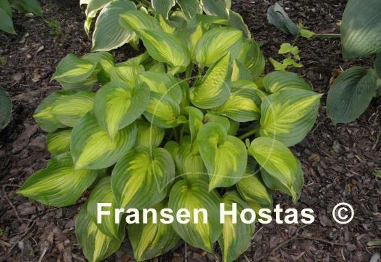 Hosta Lakeside Banana Bay