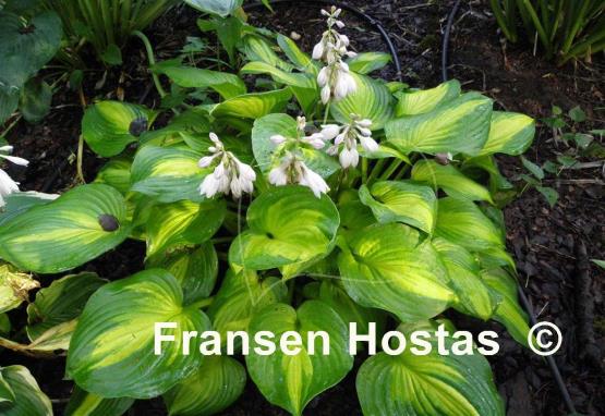 Hosta Lakeside Banana Bay