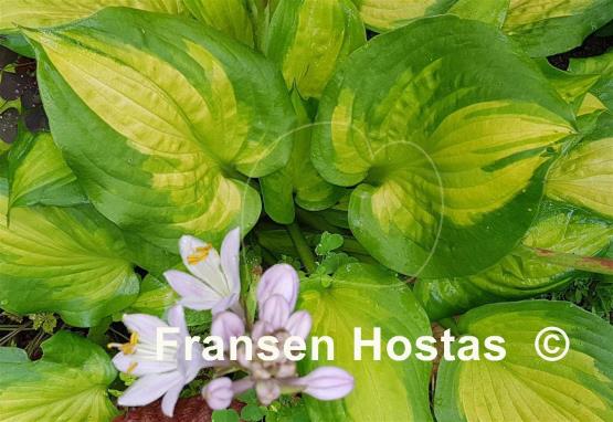 Hosta Lakeside Banana Bay
