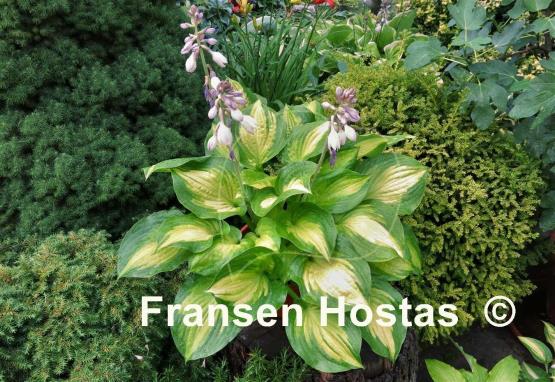 Hosta Lakeside Banana Bay