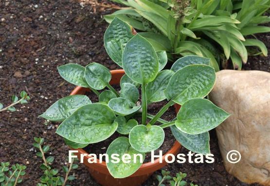 Hosta Lakeside Beach Bum