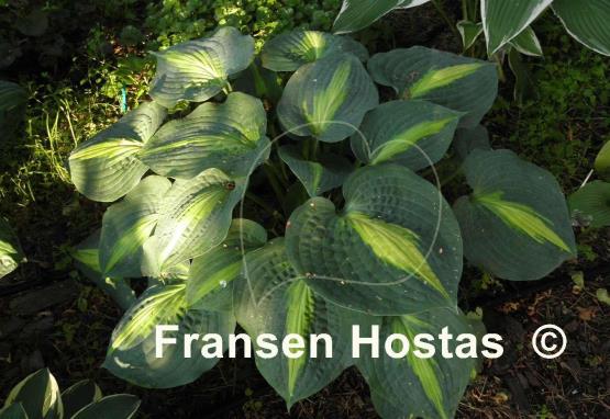 Hosta Lakeside Beach Captain