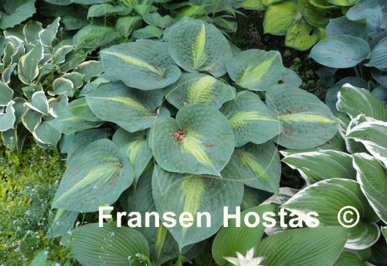 Hosta Lakeside Beach Captain