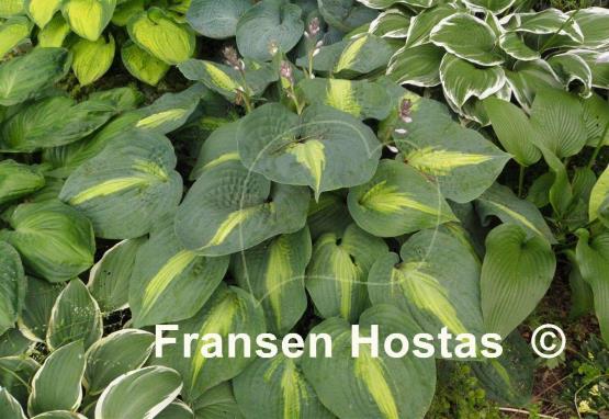 Hosta Lakeside Beach Captain