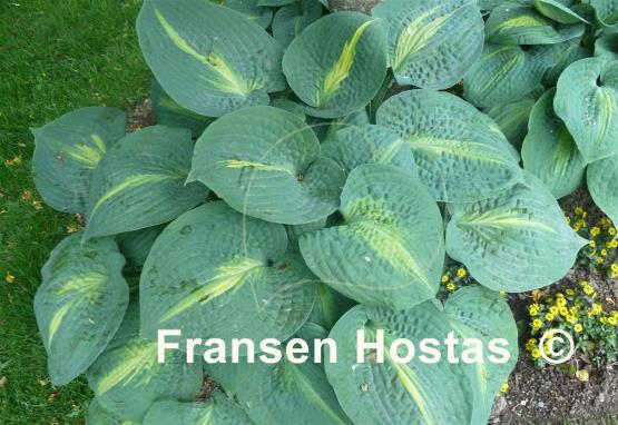 Hosta Lakeside Beach Captain