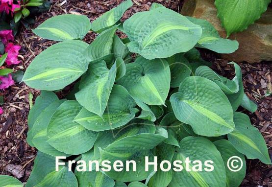 Hosta Lakeside Beach Captain