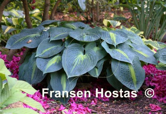 Hosta Lakeside Beach Captain