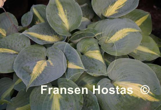 Hosta Lakeside Beach Captain