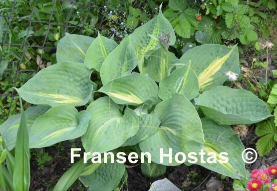 Hosta Lakeside Beach Captain