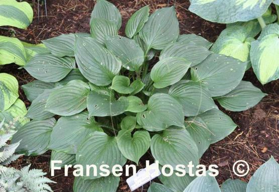Hosta Lakeside Black Mama